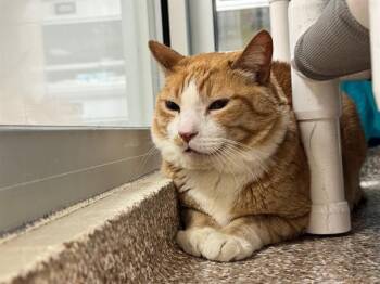 Domestic Short Hair Cats Available for Adoption - MAX | PetCurious