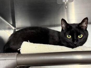 Luna-Licious -  Domestic Short Hair Cat for Adoption in New York, New York - Luna-Licious | PetCurious