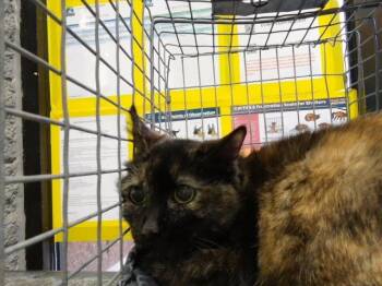 SISTER -  Domestic Short Hair Cat for Adoption in Tulsa, Oklahoma - SISTER | PetCurious