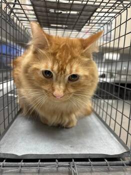 ORANGE ZEST -  Domestic Long Hair Cat for Adoption in Las Vegas, Nevada - ORANGE ZEST | PetCurious
