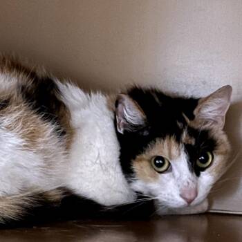 Domestic Short Hair Cats Available for Adoption in Madisonville, Kentucky - Kitty Baby | PetCurious
