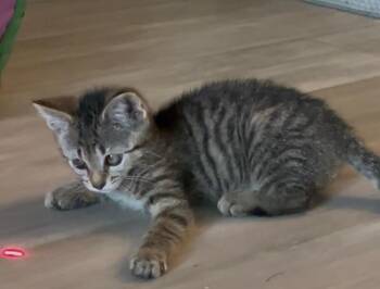 Domestic Short Hair Cats Available for Adoption in Sebastian, Florida - Cinder | PetCurious
