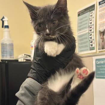 Naomi -  Domestic Short Hair Cat for Adoption in Chicago, Illinois - Naomi | PetCurious