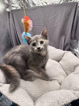EDNA -  Domestic Short Hair Cat for Adoption in Grovetown, Georgia - EDNA | PetCurious