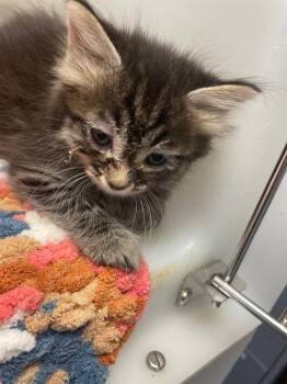 Wayne -  Domestic Long Hair Cat for Adoption in Columbia, Tennessee - Wayne | PetCurious