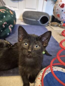 Domestic Short Hair Cats Available for Adoption - Michael Jordan | PetCurious