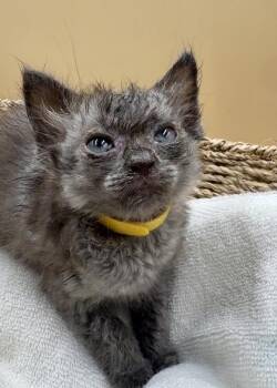 Lead -  Domestic Short Hair Cat for Adoption in Lawrenceville, Georgia - Lead | PetCurious