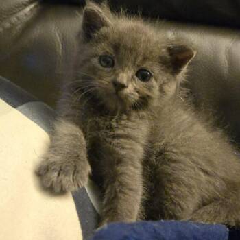 Cat-illac -  Domestic Short Hair Cat for Adoption in Belfair, Washington - Cat-illac | PetCurious