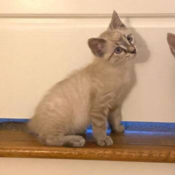 Fred -  Siamese Cat for Adoption in Chattanooga, Tennessee - Fred | PetCurious