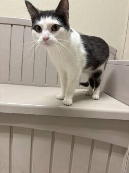 LOUIE -  Domestic Short Hair Cat for Adoption in Sandusky, Ohio - LOUIE | PetCurious