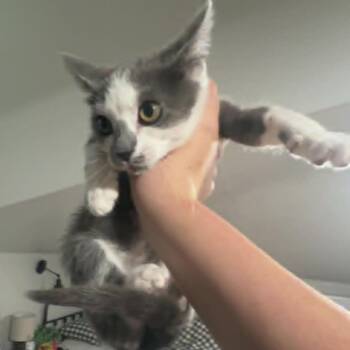 Cloudy -  Domestic Short Hair Cat for Adoption in Alma, Wisconsin - Cloudy | PetCurious