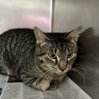 Domestic Short Hair Cats Available for Adoption in Newport, North Carolina - Marlin | PetCurious