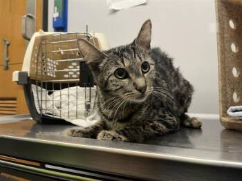 Rescue Domestic Short Hair Cats for Adoption in Kent, Washington - ILIANA | PetCurious