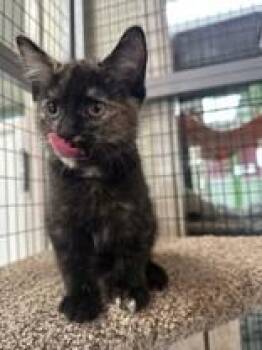 Rescue Domestic Short Hair Cats for Adoption in Manitowoc, Wisconsin - Toffee | PetCurious