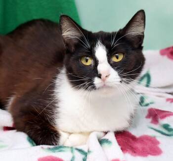 Domestic Short Hair Cats Available for Adoption in Tierra Verde, Florida - Baby | PetCurious