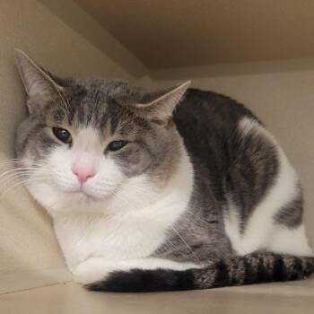 Mustard -  Domestic Short Hair Cat for Adoption in Wheeling, Illinois - Mustard | PetCurious