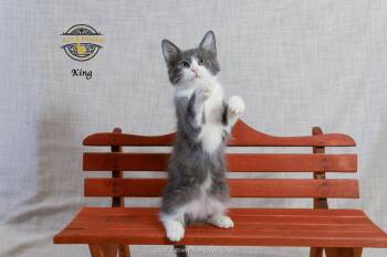 King -  Domestic Medium Hair Cat for Adoption in Riverside, California - King | PetCurious