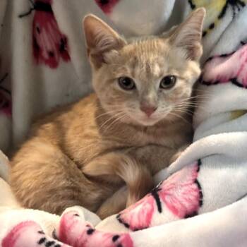 Teacup -  Domestic Short Hair Cat for Adoption in Muncie, Indiana - Teacup | PetCurious