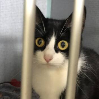 Domestic Short Hair Cats Available for Adoption - Naveah | PetCurious