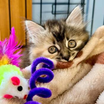 Coconut -  Domestic Long Hair Cat for Adoption in Redwood Valley, California - Coconut | PetCurious