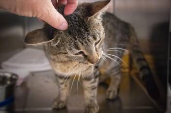 Whitney (FCID# 05/28/2026 - 53 Trainer) -  Tabby Cat for Adoption in Greenville, Delaware - Whitney (FCID# 05/28/2026 - 53 Trainer) | PetCurious