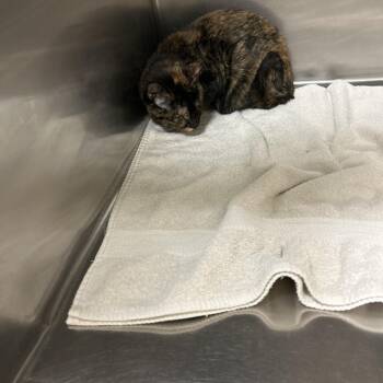 Ollie ollie -  Domestic Short Hair Cat for Adoption in Ottawa, Kansas - Ollie Ollie | PetCurious