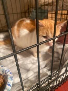 ROADIE -  Domestic Short Hair Cat for Adoption in Cromwell, Kentucky - ROADIE | PetCurious