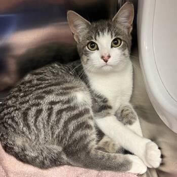 Celia -  Domestic Short Hair Cat for Adoption in Georgetown, Kentucky - Celia | PetCurious