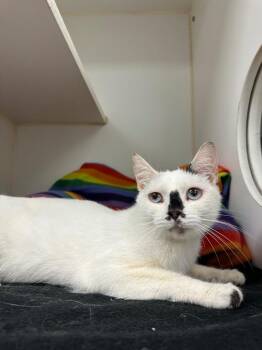 Icy Blue (Briarcliff) -  Domestic Short Hair Cat for Adoption in Johnson City, Tennessee - Icy Blue (Briarcliff) | PetCurious