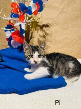 Pi -  Domestic Short Hair Cat for Adoption in Groveland, Massachusetts - Pi | PetCurious