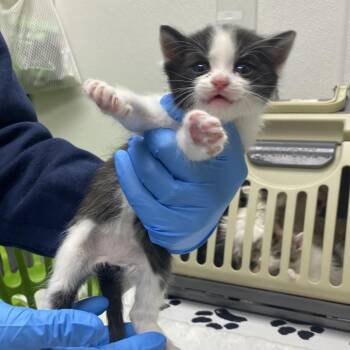 James Bond -  Domestic Short Hair Cat for Adoption in Harrisonburg, Virginia - James Bond | PetCurious