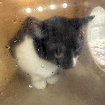 Zara -  Domestic Short Hair Cat for Adoption in Philadelphia, Pennsylvania - Zara | PetCurious