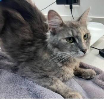 MS SNUGGLES -  Domestic Long Hair Cat for Adoption in Baytown, Texas - MS SNUGGLES | PetCurious