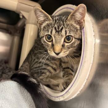 Cayenne -  Domestic Short Hair Cat for Adoption in Charlottesville, Virginia - Cayenne | PetCurious
