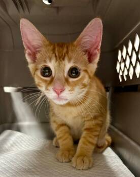 Rae -  Domestic Short Hair Cat for Adoption in Hartford City, Indiana - Rae | PetCurious