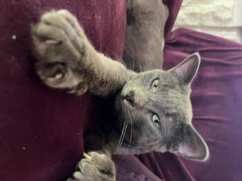 Sterling Silver -  Russian Blue and Domestic Short Hair Cat for Adoption in Long Beach, California - Sterling Silver | PetCurious