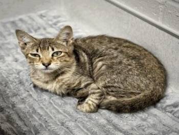 Star -  Domestic Short Hair Cat for Adoption in Largo, Florida - Star | PetCurious