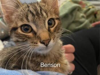 Rescue Domestic Short Hair Cats for Adoption in Cleveland, Ohio - Benson | PetCurious