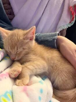 Domestic Short Hair Cats Available for Adoption in San Antonio, Texas - Victor | PetCurious