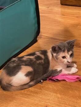 CALLIE -  Domestic Short Hair Cat for Adoption in San Jose, California - CALLIE | PetCurious
