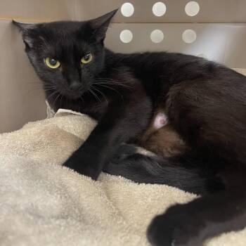 Domestic Short Hair Cats Available for Adoption - Bittersweet | PetCurious