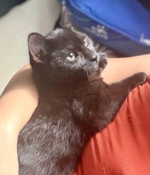 Dusk (bonded with Dollop) -  Domestic Short Hair Cat for Adoption in Vaughan, Ontario - Dusk (bonded With Dollop) | PetCurious