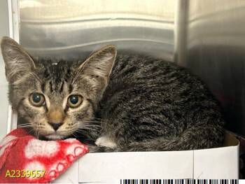 PARK -  Domestic Short Hair Cat for Adoption in West Palm Beach, Florida - PARK | PetCurious