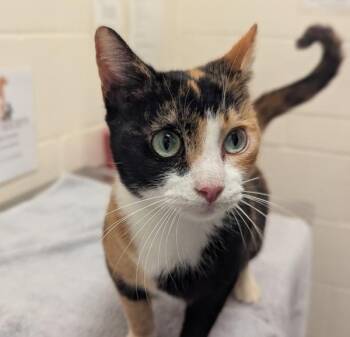 Domestic Short Hair Cats Available for Adoption - Aubergine | PetCurious