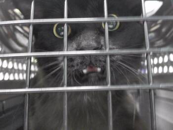 Domestic Short Hair Cats Available for Adoption in Omaha, Nebraska - WILLIAM | PetCurious