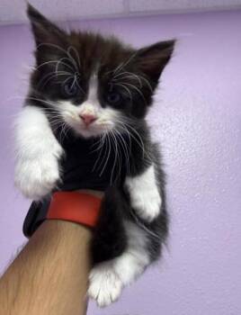 Kitten 2 -  Domestic Medium Hair Cat for Adoption in El Paso, Texas - Kitten 2 | PetCurious