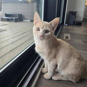 Rescue Domestic Short Hair Cats for Adoption in Park Falls, Wisconsin - Harley | PetCurious