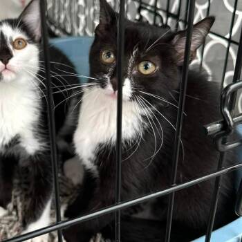 Sophia -  Domestic Short Hair Cat for Adoption in Leechburg, Pennsylvania - Sophia | PetCurious