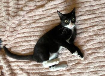 Rescue Tuxedo Cats for Adoption in Los Altos, California - Cane - Male Teen Kitten | PetCurious