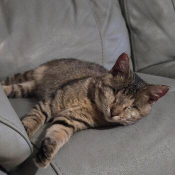 Tabby Cats Available for Adoption in Garland, Texas - Billie Eyeless | PetCurious